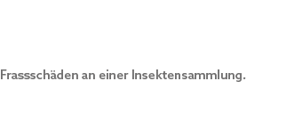Frasssch den an einer Insektensammlung.
