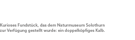 Kurioses Fundst ck, das dem Naturmuseum Solothurn zur Verf gung gestellt wurde: ein doppelk pfiges Kalb.