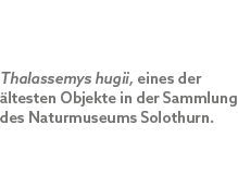 Thalassemys hugii, eines der ltesten Objekte in der Sammlung des Naturmuseums Solothurn. 