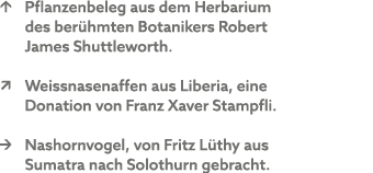 ↑ Pflanzenbeleg aus dem Herbarium des ber hmten Botanikers Robert James Shuttleworth. ↗ Weissnasenaffen aus Liberia, ...