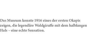 Das Museum konnte 1916 eines der ersten Okapis zeigen, die legend re Waldgiraffe mit dem halblangen Hals – eine echte...