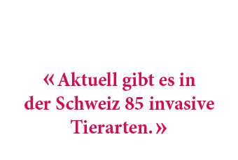 « Aktuell gibt es in der Schweiz 85 invasive Tierarten. »