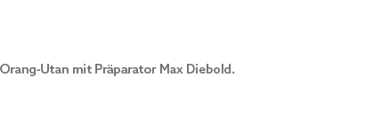 Orang Utan mit Pr parator Max Diebold.