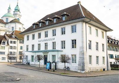 Naturmuseum Solothurn. Aufgenommen am 11. M rz 2025. Foto: Mayk Wendt / Naturmuseum Solothurn
