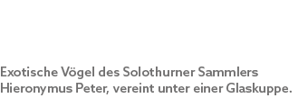 Exotische V gel des Solothurner Sammlers Hieronymus Peter, vereint unter einer Glaskuppe.