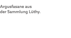 Argusfasane aus der Sammlung L thy.