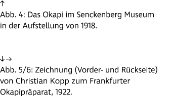↑ Abb. 4: Das Okapi im Senckenberg Museum in der Aufstellung von 1918. ↓ → Abb. 5/6: Zeichnung (Vorder und R ckseite)...
