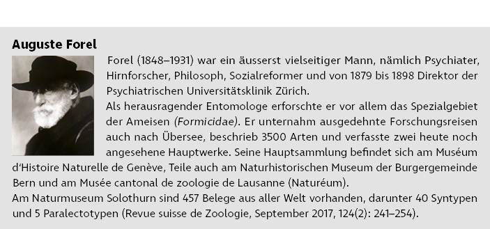 Auguste Forel ￼Forel (1848–1931) war ein usserst vielseitiger Mann, n mlich Psychiater, Hirnforscher, Philosoph, Soz...